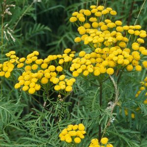 Tansy