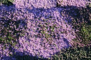 Wild Thyme (Thymus polytrichus) plants