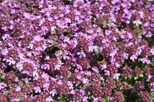 Wild Thyme (Thymus polytrichus) flowers and bumblebee