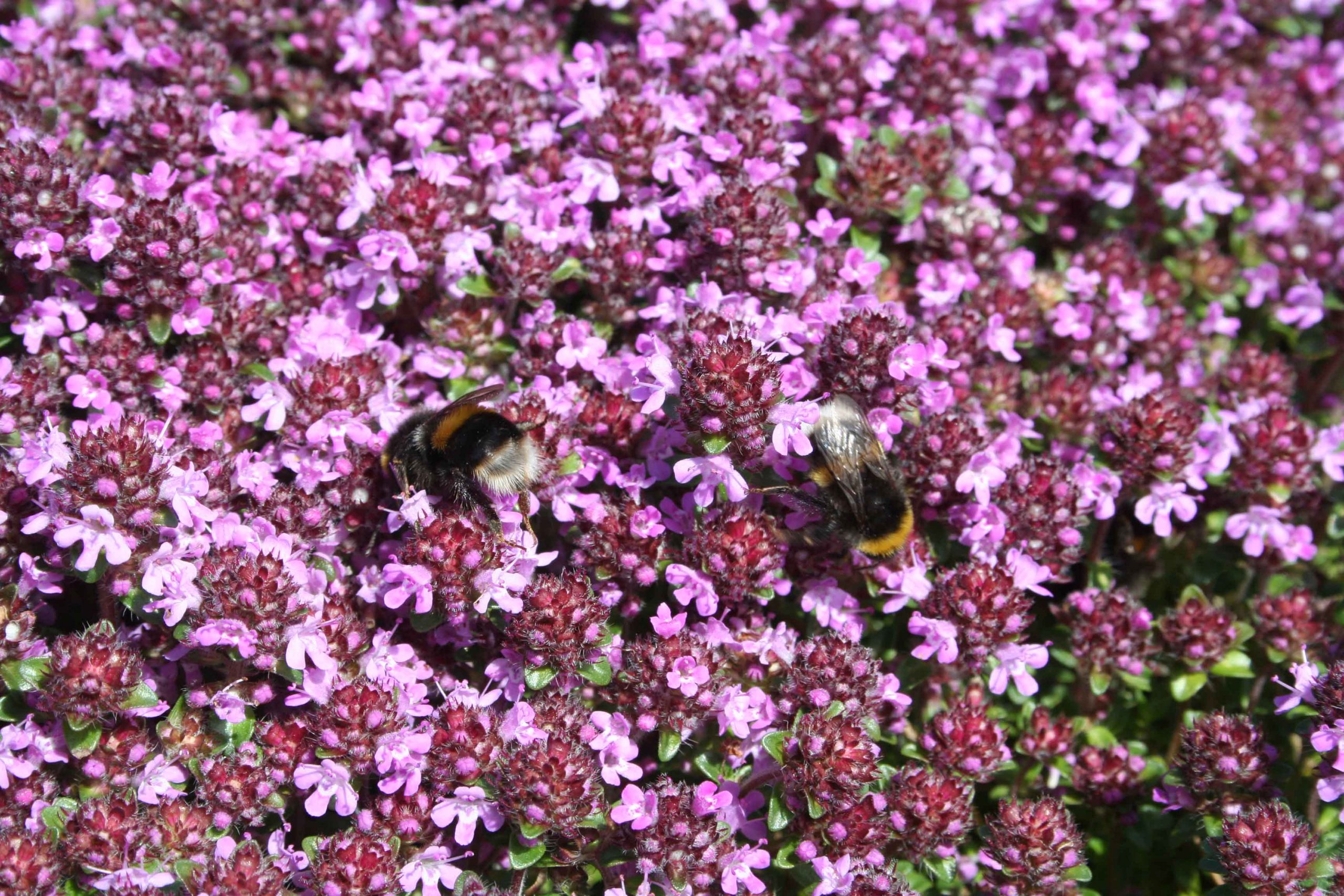 Wild Thyme Seeds