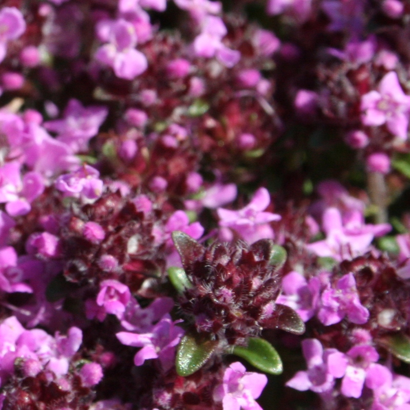 Wild Thyme Seeds