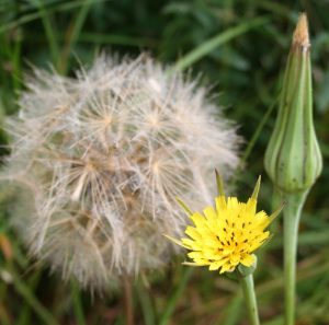 Goatsbeard