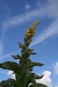 Mullein (Verbascum thapsus) flower spike