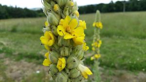 Mullein (Verbascum thapsus) flower