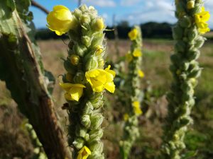 Mullein (Verbascum thapsus) plants