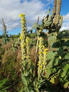 Mullein (Verbascum thapsus) plants