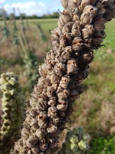 Mullein (Verbascum thapsus) seedhead
