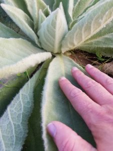 Mullein (Verbascum thapsus) plant base