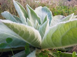 Mullein (Verbascum thapsus) leaves