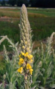 Mullein (Verbascum thapsus) flower spike