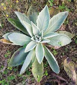 Mullein (Verbascum thapsus) plant rosette