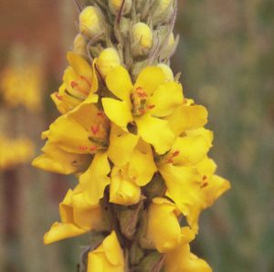 Mullein