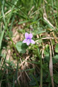 Violet (Viola riviniana) plant