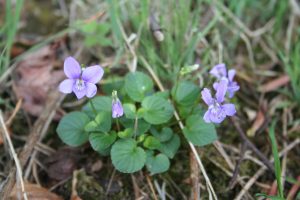 Violet (Viola riviniana) plant