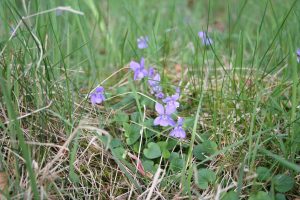 Violet (Viola riviniana) plants