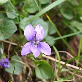 Violet (Viola riviniana) flower