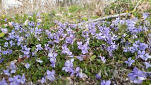 Violet (Viola riviniana) plants
