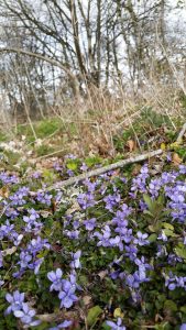 Violet (Viola riviniana) plants