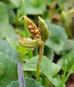 Violet (Viola riviniana) seed pod