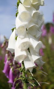 white Foxglove (Digitalis purpurea) flower