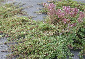 Wild Thyme (Thymus polytrichus) leaves