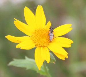 Wild bee on Corn Marigold