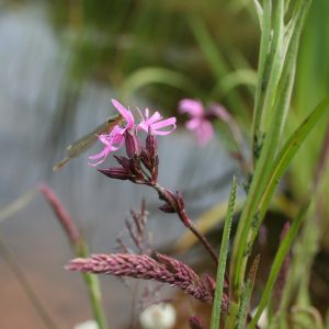 Pond Edge Mini-mix