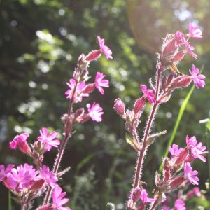 Woodland Mini-mix