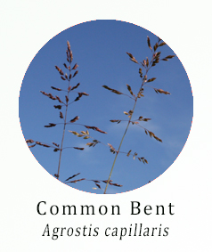 Common Bent (Agrostis capillaris)