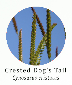 Crested Dogs Tail (Cynosurus cristatus)