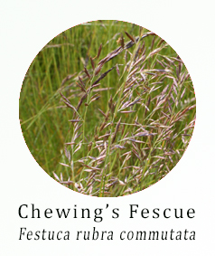 Chewings Fescue (Festuca rubra commutata)