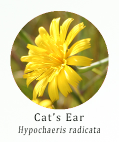 Cat's Ear (Hypochaeris radicata)