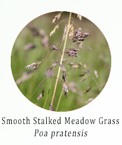 Smooth Stalked Meadow Grass (Poa pratensis)