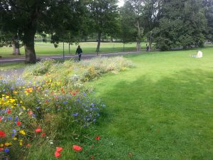 Urban pollinator Edinburgh Tim Duffy (2)