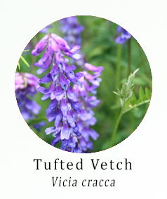 Tufted Vetch (Vicia cracca)