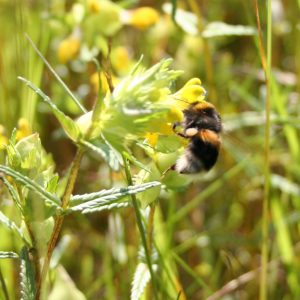 Yellow Rattle (Rhinathus minor) & bumblebee