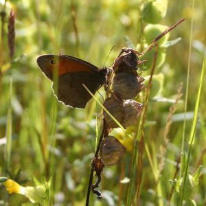 Meadow Brown butterfly on Yellow Rattle seedhead
