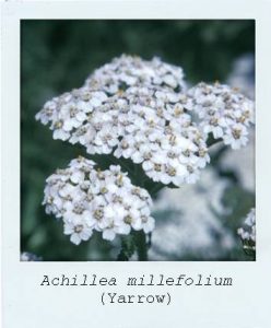 Yarrow (Achillea millefolium) flower