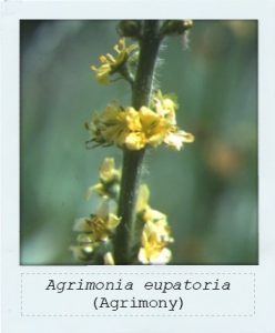 Agrimonia eupatoria (Agrimony) flower