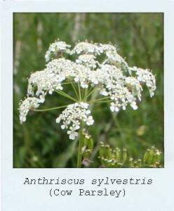 Cow Prasley (Anthriscus sylvestris) flower