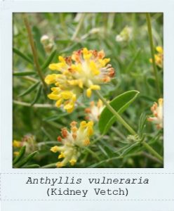Anthyllis vulneraria (Kidney Vetch) flower