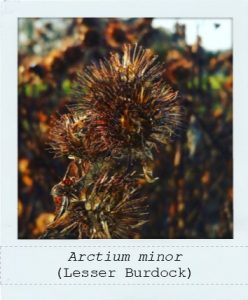 Arctium minor (Burdock) seed head