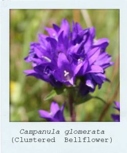 Campanula glomerata (Clustered Bellflower) flower