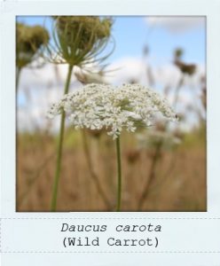 Daucus carota (Wild Carrot) flower