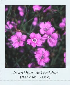 Dianthus deltoides (Maiden Pink) flowers