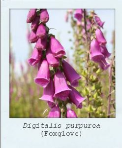 Digitalis purpurea (Foxglove) flower