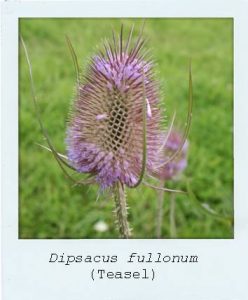 Dipsacus follunum (Teasel) flower