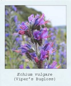 Echium vulgare (Vipers Bugloss) flower