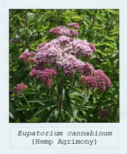 Eupatorium cannabinum (Hemp Agrimony) flower