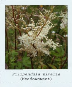 Filipendula ulmaria (Meadowsweet) flower